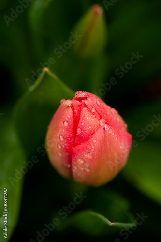 Rote Tulpe im Regen