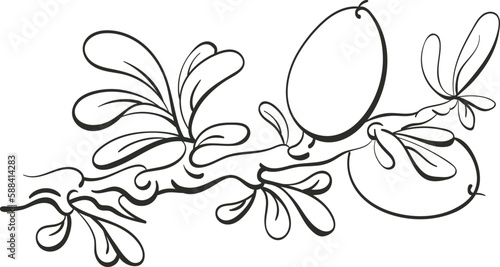Argania tree. Graphic sketch. Oil bean, texture leaf, herbal plant. Art line ink engraving illustration. Hand drawning symbol