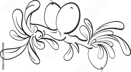 Fototapeta Naklejka Na Ścianę i Meble -  Argania tree. Graphic sketch. Oil bean, texture leaf, herbal plant. Art line ink engraving illustration. Hand drawning symbol