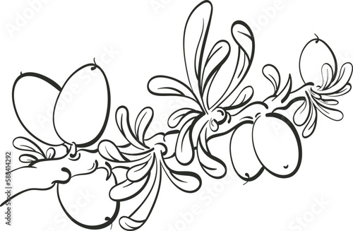 Argania tree. Graphic sketch. Oil bean, texture leaf, herbal plant. Art line ink engraving illustration. Hand drawning symbol