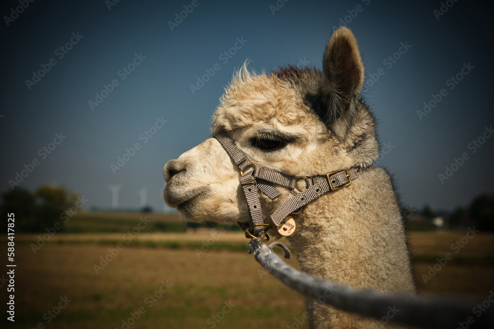 Obraz premium Alpaka als Begleiter bei einer Wanderung
