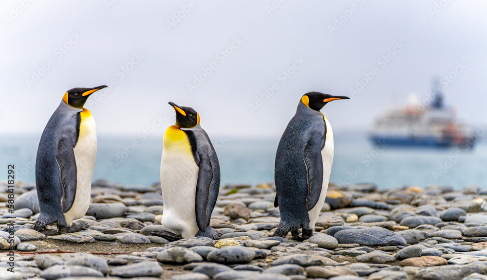Fototapeta premium Süd Georgien Reise - Gruppe von 3 Königspinguinen (APTENODYTES PATAGONICUS) auf Südgeorgien mit einem Expeditionsschiff im Hintergrund