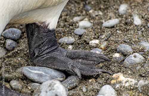 Detailfoto - Nahaufnahme vom schwarzen  Fuß (den Flossen) eines Königspinguins (APTENODYTES PATAGONICUS) photo