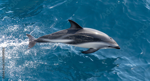 verspielter, springender Schwarzdelfin (Lagernohynchus obscurus) im offenen Meer © stylefoto24
