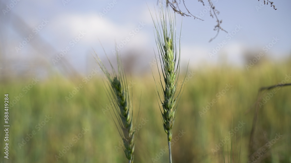 Fototapeta premium Field of barley in a summer day. Harvesting period. Gold wheat field and blue sky