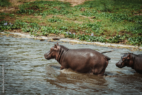 A hippo or hippopotamus in the Nile River in Murchison Falls National Park in Uganda Africa