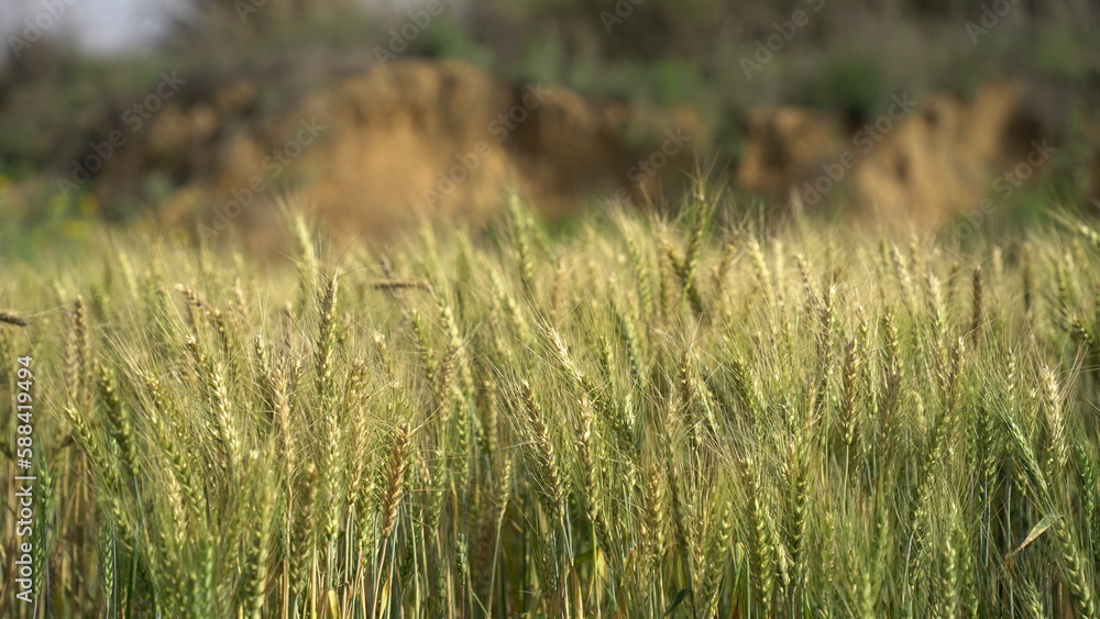 Field of barley in a summer day. Harvesting period. Gold wheat field and blue sky Field of barley in a summer day. Harvesting period. Gold wheat field and blue sky