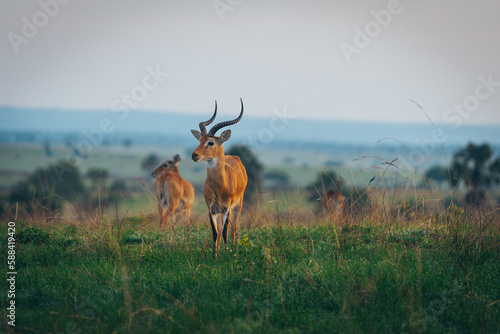Photography A Ugandan kob in Murchison Falls National Park Uganda Africa