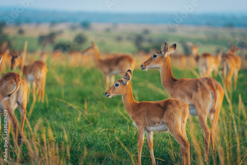 A group of Puku antelope in Murchison Falls National Park Uganda Africa