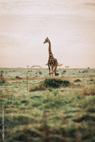 A lone giraffe in a field in Murchison Falls National Park in Uganda Africa 