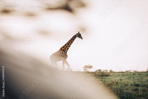 A lone giraffe in a field in Murchison Falls National Park in Uganda Africa 