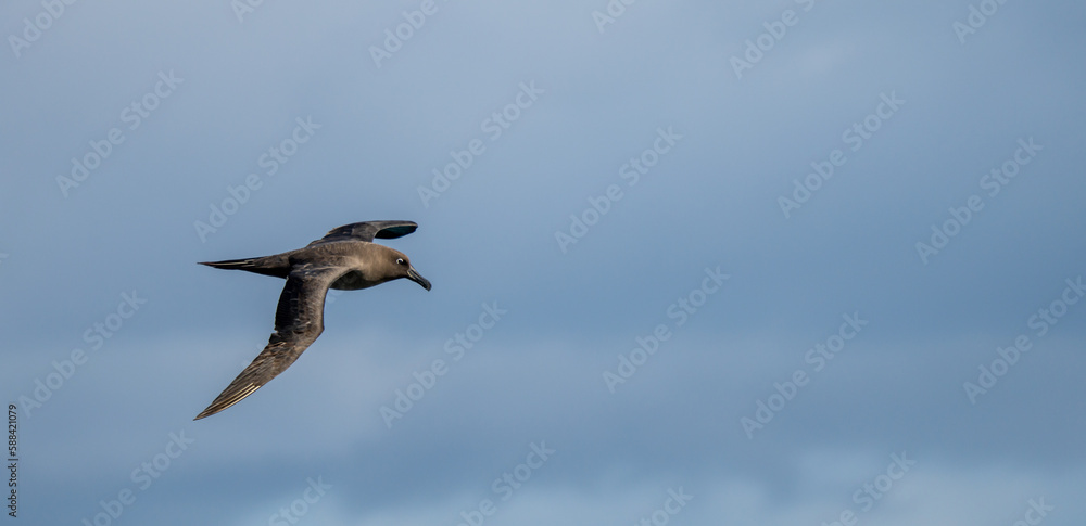 Obraz premium Dunkelalbatros (Phoebetria fusca) ein rußschwarzer Albatros mit charakteristisch langen, schmalen Flügeln und einem schmal auslaufenden Schwanz gleitet elegant im Segelflug durch die Luft