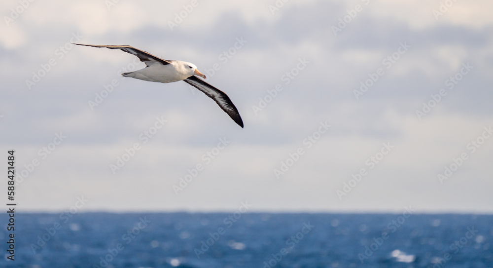 Schwarzbrauenalbatross (Thalassarche melanophris) im Flug über das Südpolarmeer bei den Falklandinseln

