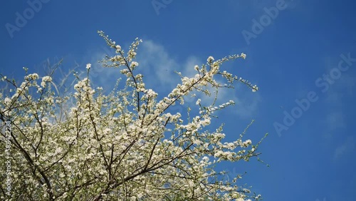 Wallpaper Mural Concept early spring and beautiful environment in bloom. Fruit tree in garden strewn with white fragrant flowers, branches swaying in wind on warm sunny day and bees are collecting nectar. Torontodigital.ca