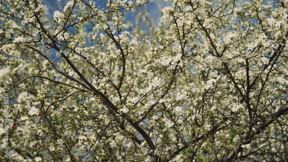 Concept early spring and beautiful environment in bloom. Fruit tree in garden strewn with white fragrant flowers, branches swaying in wind on warm sunny day and bees are collecting nectar. Concept early spring and beautiful environment in bloom. Fruit tree in garden strewn with white fragrant flowers, branches swaying in wind on warm sunny day and bees are collecting nectar.