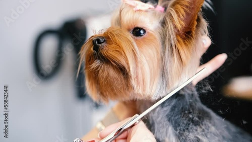 Professional grooming of a Yorkshire terrier dog in a grooming salon