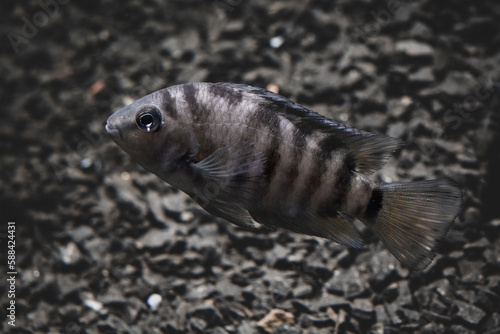 Fish with black stripes. Big beautiful fish underwater. Pets in the aquarium. Large fins, tail and scales. Cichlid in its natural habitat. Beautiful dark blurred background. photo