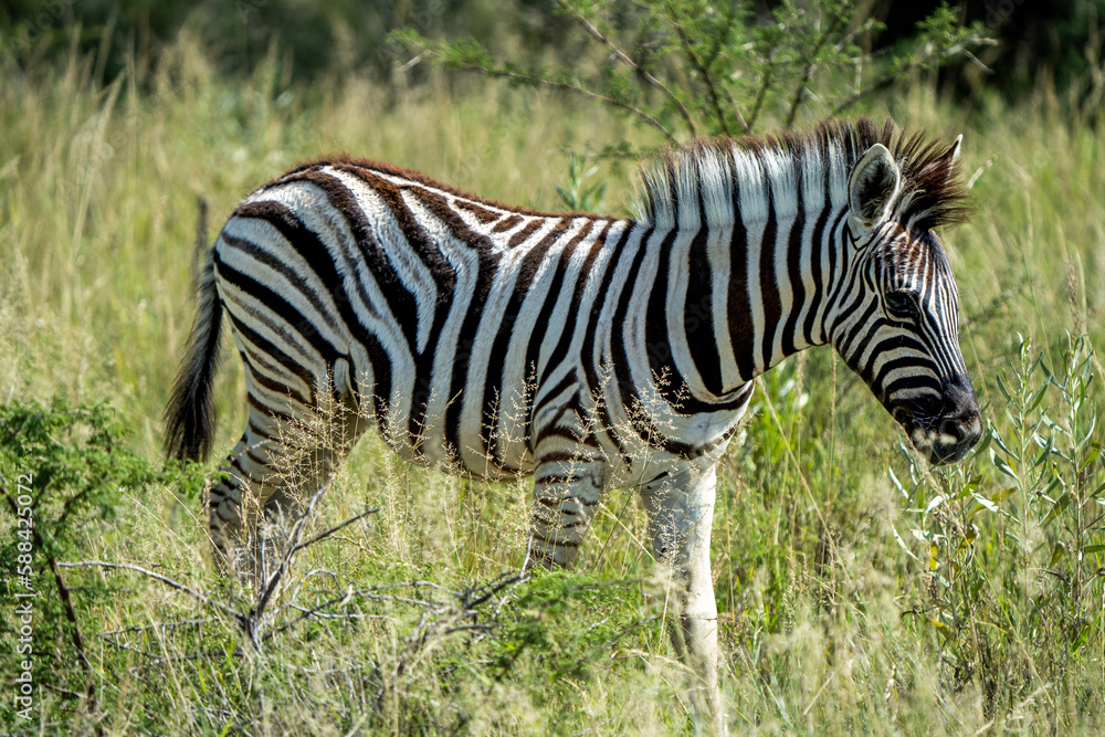 Obraz premium Adorable Wild Zebra Foal in the African Savanna