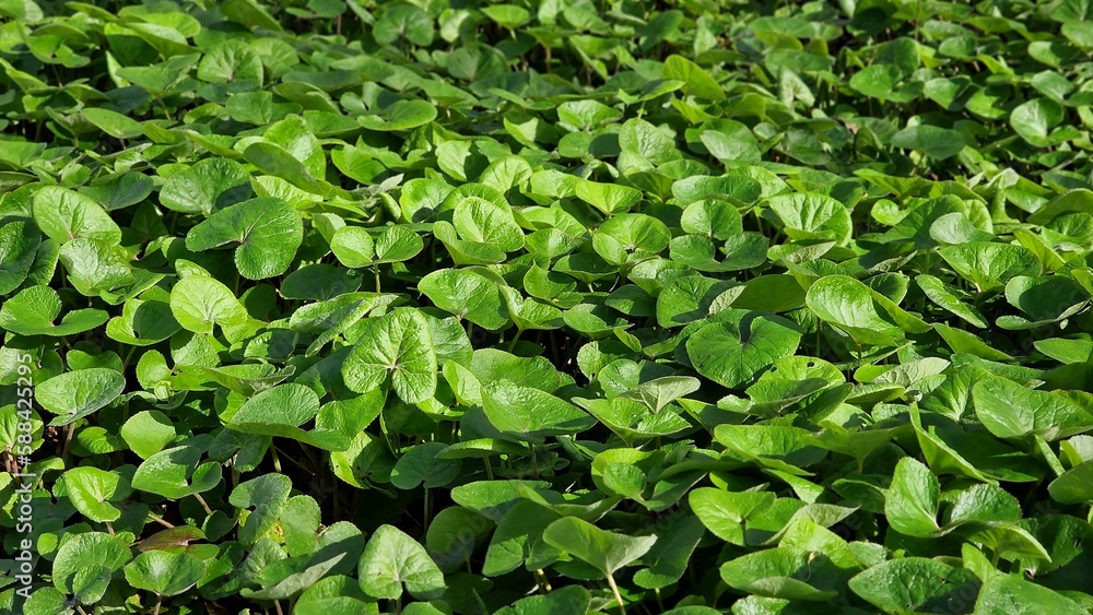Fototapeta premium Foliage of Asarum canadense or Canada Wild Ginger, in the park. 