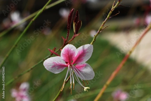 Flower of Gaura lindheimeri Siskiyou Pink, in the garden. photo