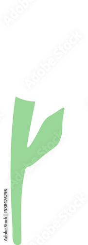 white tulip