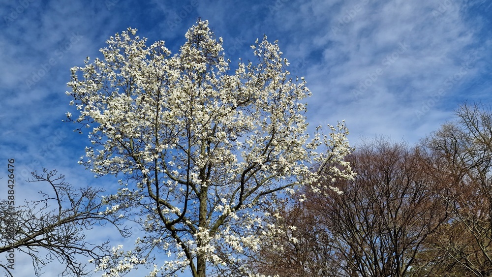Tree branches with white flowers of Magnolia Soulangeana Alba Superba, against blue sky. Tree branches with white flowers of Magnolia Soulangeana Alba Superba, against blue sky.