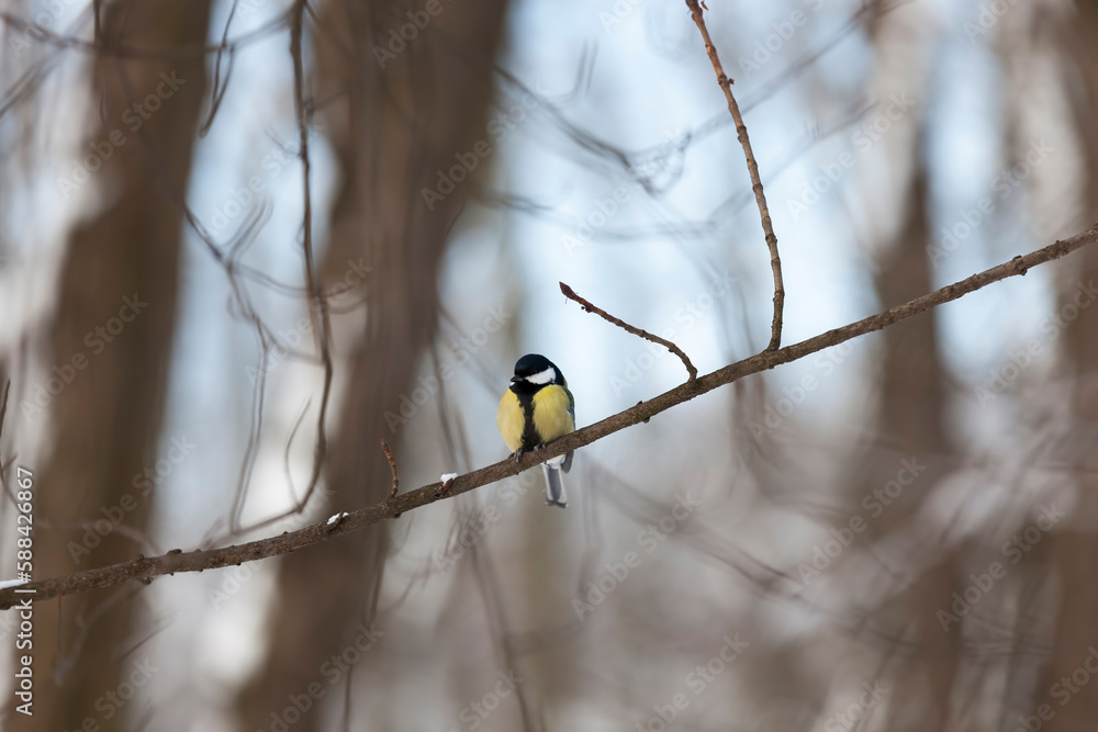 one tit in the winter season, a lonely bird one tit in the winter season, a lonely bird