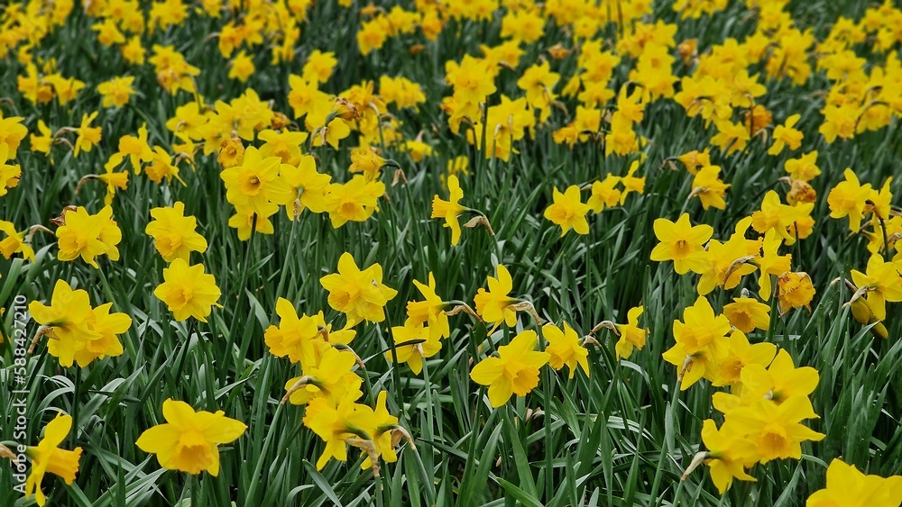 Narcissus pseudonarcissus flowers, commonly known as wild daffodil or Lent lily, in the city park.