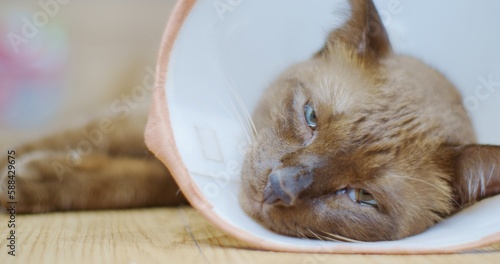 portrait Tired sick exotic brown cat with protective plastic collar falls asleep