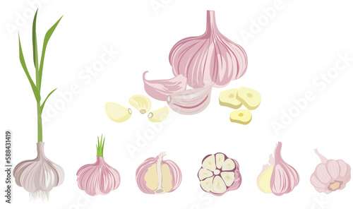 Garlic vector set includes garlic plant, slice, clove, bulb, sprouts. Colored flat vector illustration isolated on white background.