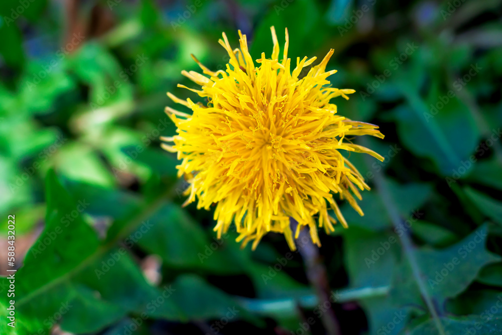 Yellow dandelions on a sunny spring day. season. background Yellow dandelions on a sunny spring day. season. background