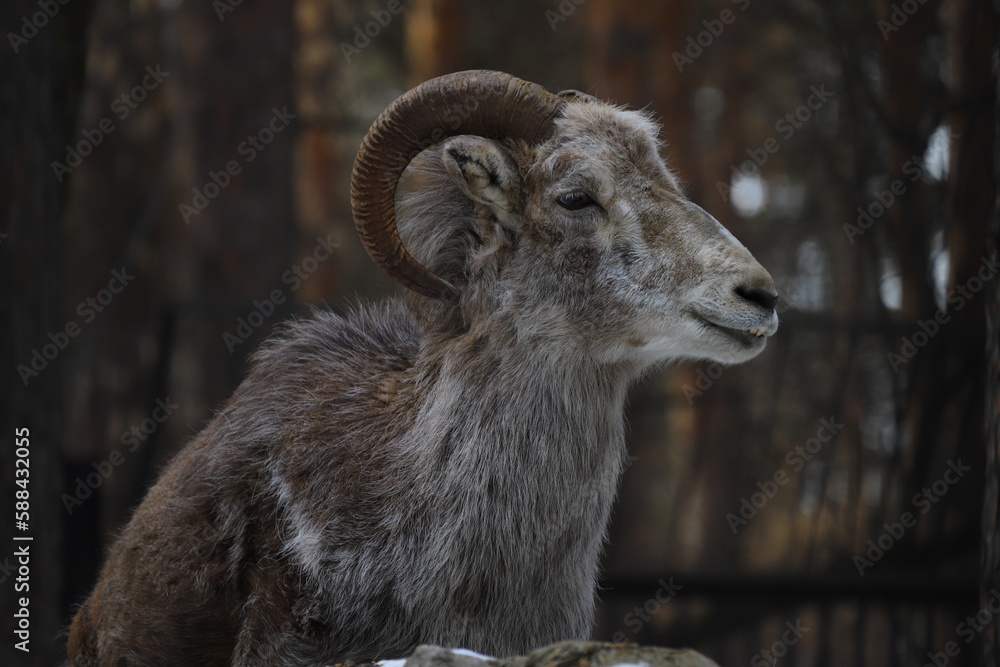 Fototapeta premium Portrait of a funny goat on a winter background