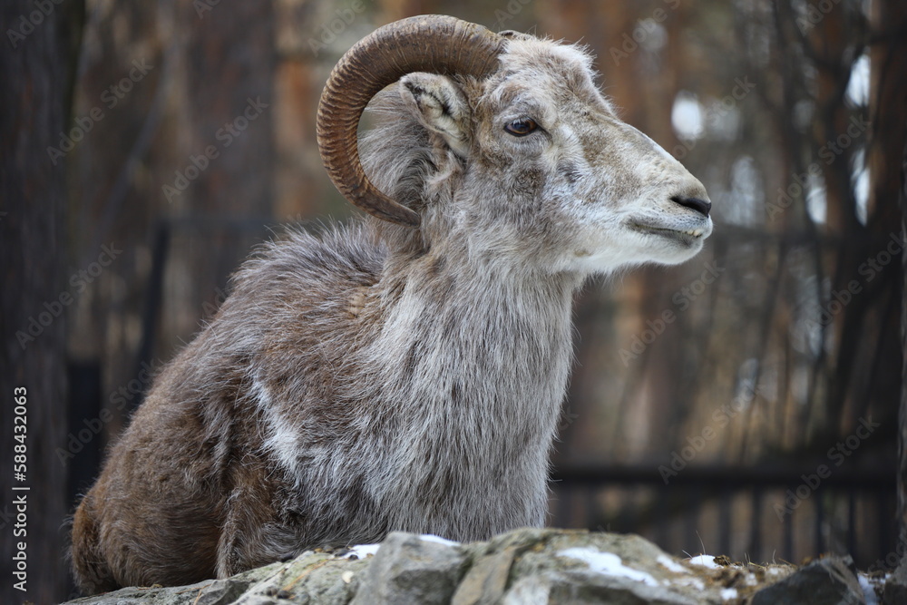 Portrait of a funny goat on a winter background Portrait of a funny goat on a winter background