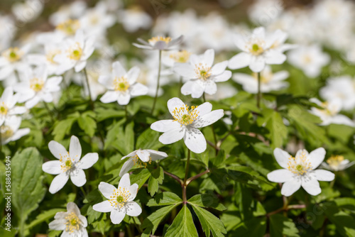 The first spring flowers growing in the forest
