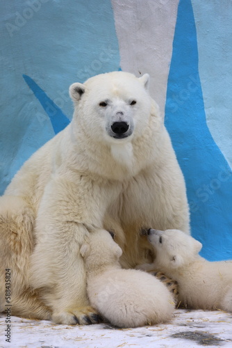Polar bear mom feeding newborn cubs.