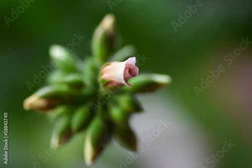 Macro rosebud geranium
