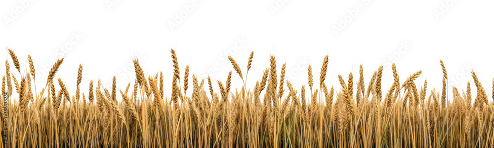 A wheat field border isolated on transparent background - Generative AI - obrazy, fototapety, plakaty 