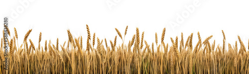 Fotografie, Obraz A wheat field border isolated on transparent background - Generative AI