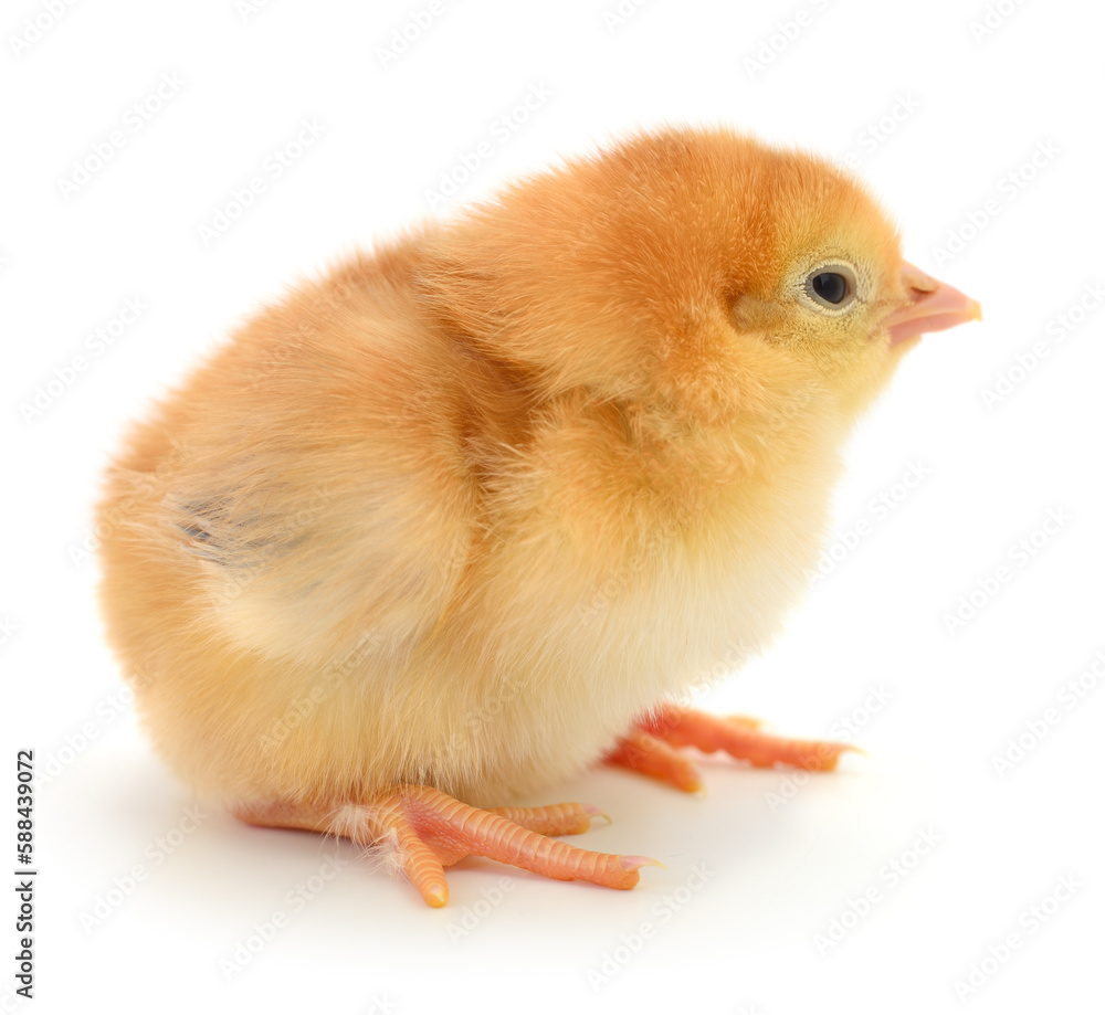 Fototapeta premium Small brown chicken