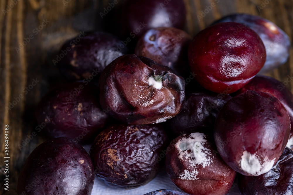 Fototapeta premium A bunch of spoiled mold-covered plums, close up