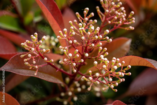 Photinia Red Robin flower buds - Latin name - Photinia Red Robin. Blooming beautiful photinia flower.