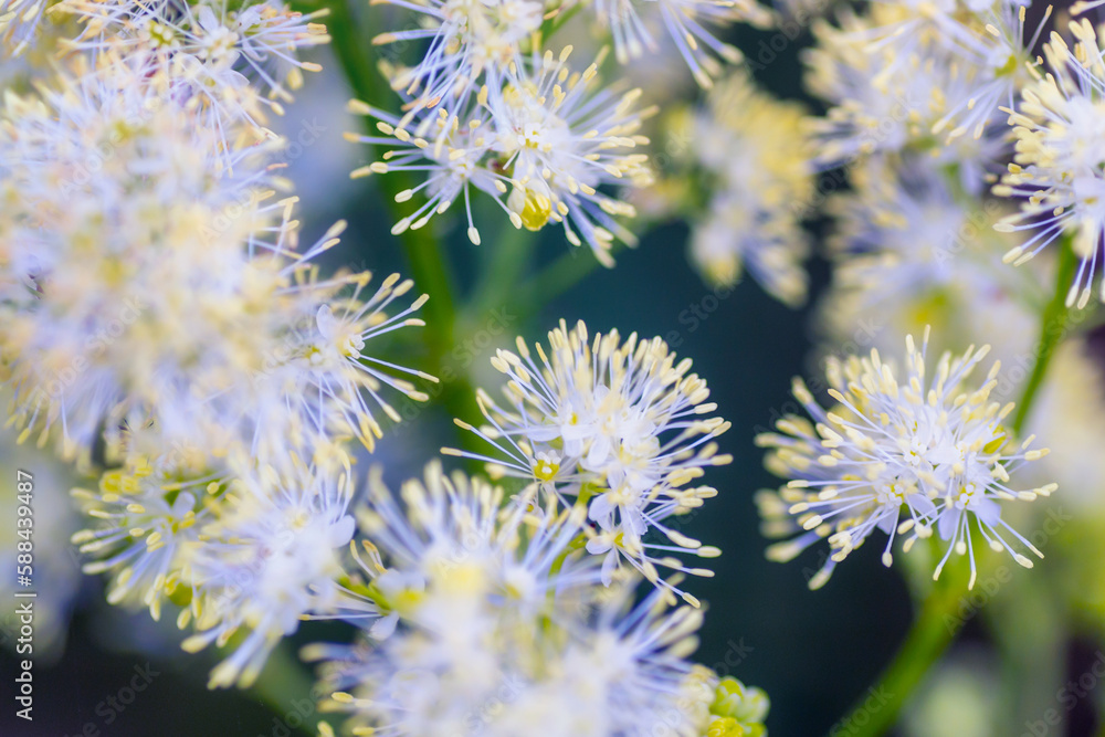 Macro of a wildflower