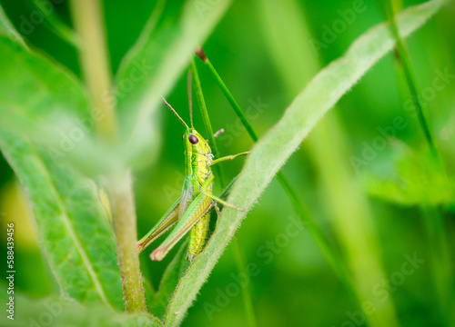 Grasshopper head in macro