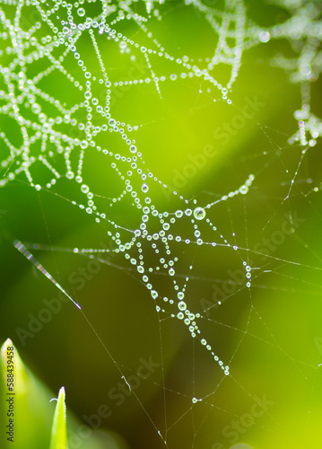 Dew drops on the web