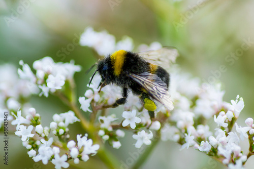 Bumblebee collecting nectar in a summer meadow