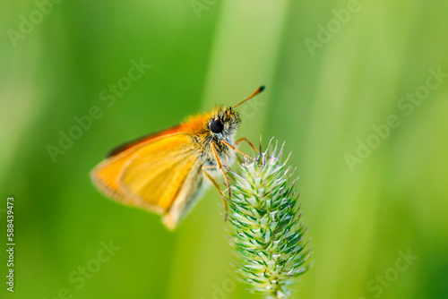 butterfly on a flower © Александра Плискова