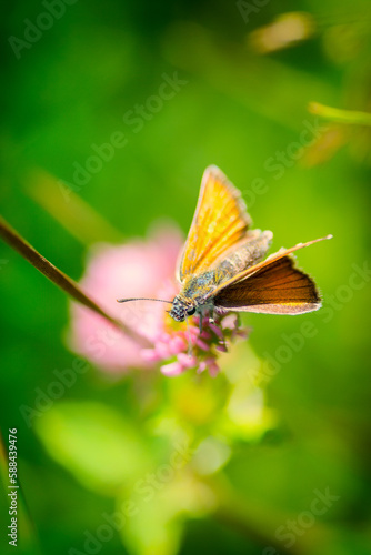 A small orange moth on a flower © Александра Плискова