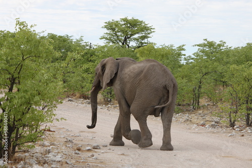 Elefant 