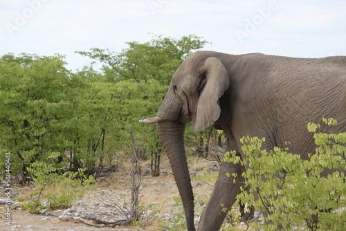 Elefant 