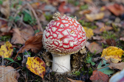 Little fly agaric grows in forest